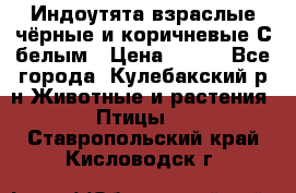 Индоутята взраслые чёрные и коричневые С белым › Цена ­ 450 - Все города, Кулебакский р-н Животные и растения » Птицы   . Ставропольский край,Кисловодск г.